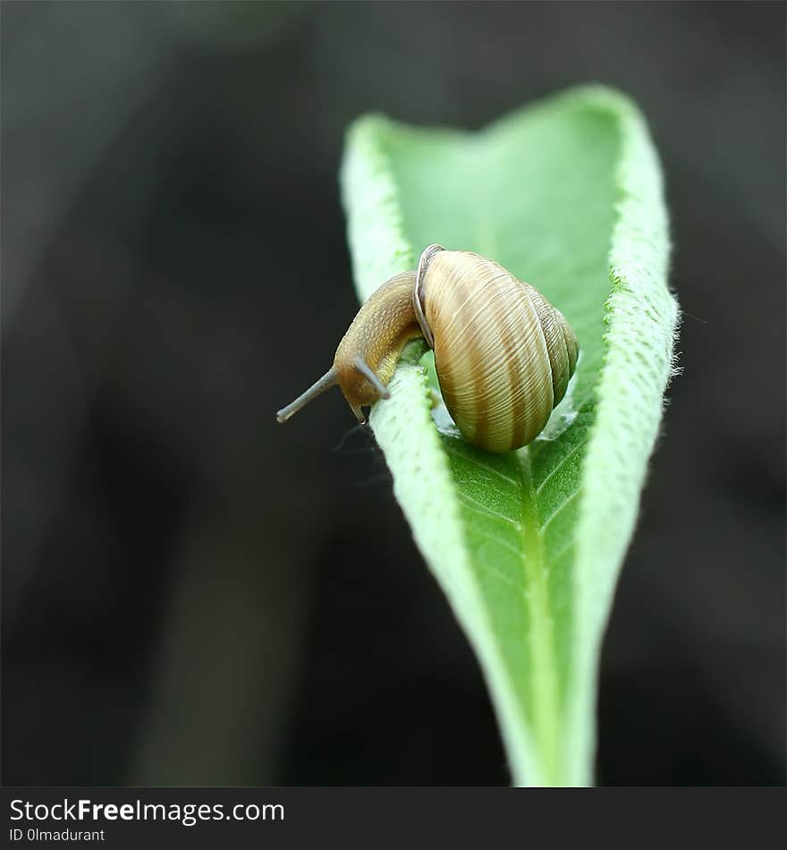 Garden snail is on the leaf, Helix aspersa, close-up