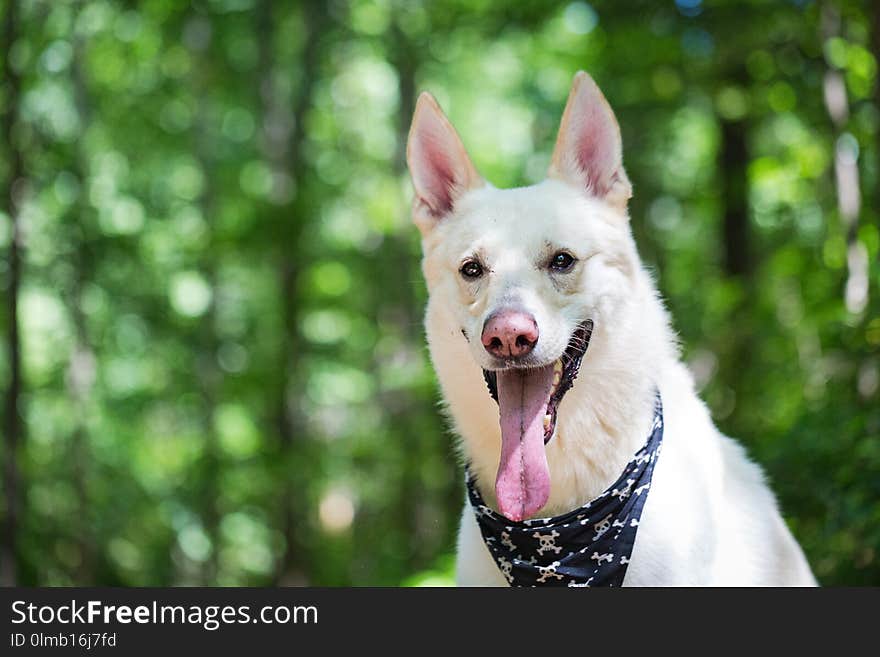 Face of a happy large white shepherd dog with mouth open and tongue out white sitting in the woods with green trees in the background. Face of a happy large white shepherd dog with mouth open and tongue out white sitting in the woods with green trees in the background