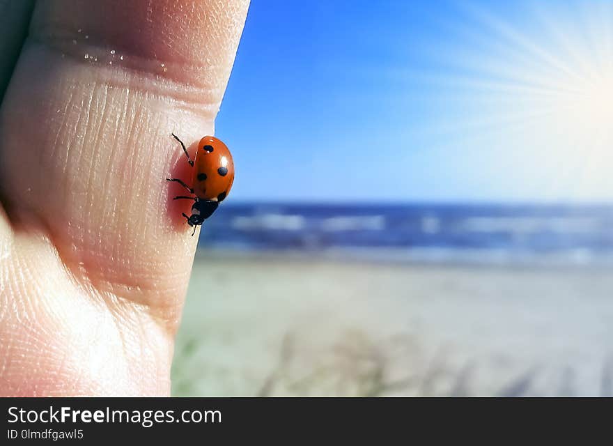 Red seven-spotted ladybug with black and white spots on a palm at sunny summer day