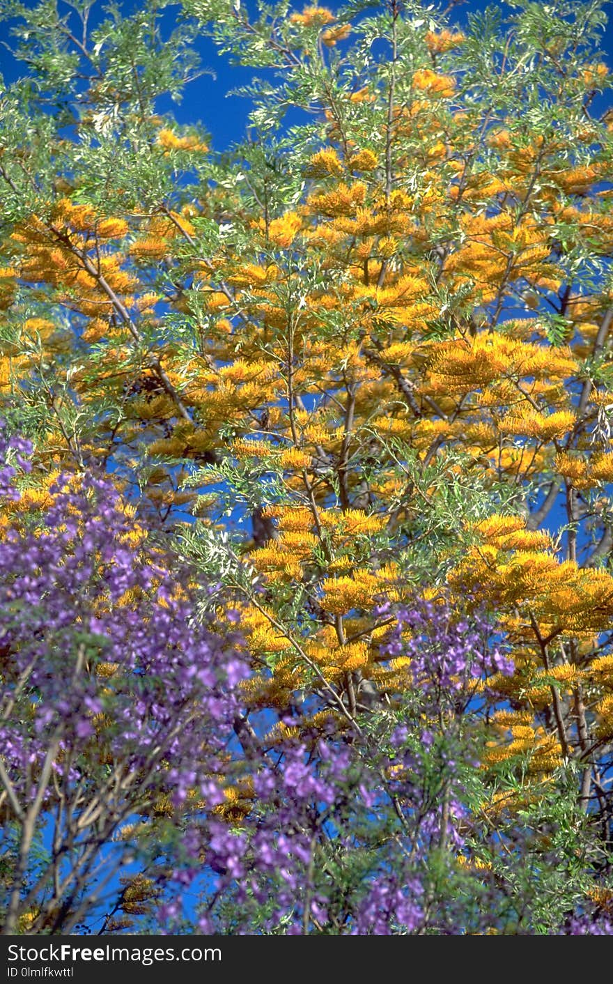 South Africa vegetation with a violett Jacaranda Tree and golden leaves