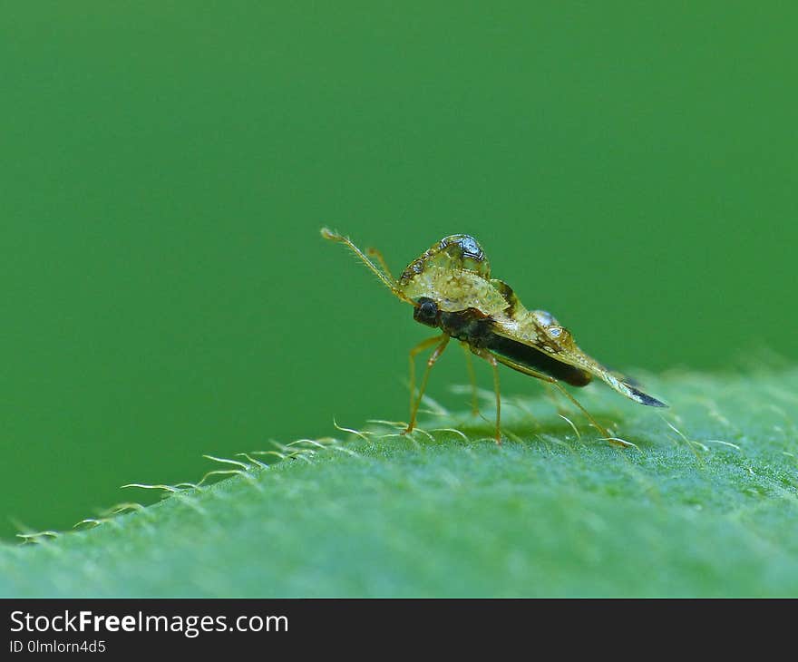 Close up of a Hazelnut Lace Bug on a leaf with a green bokeh background. Close up of a Hazelnut Lace Bug on a leaf with a green bokeh background.