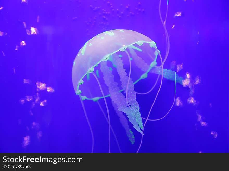 The jellyfish is in the aquarium
