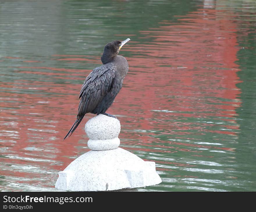 Bird, Fauna, Beak, Cormorant