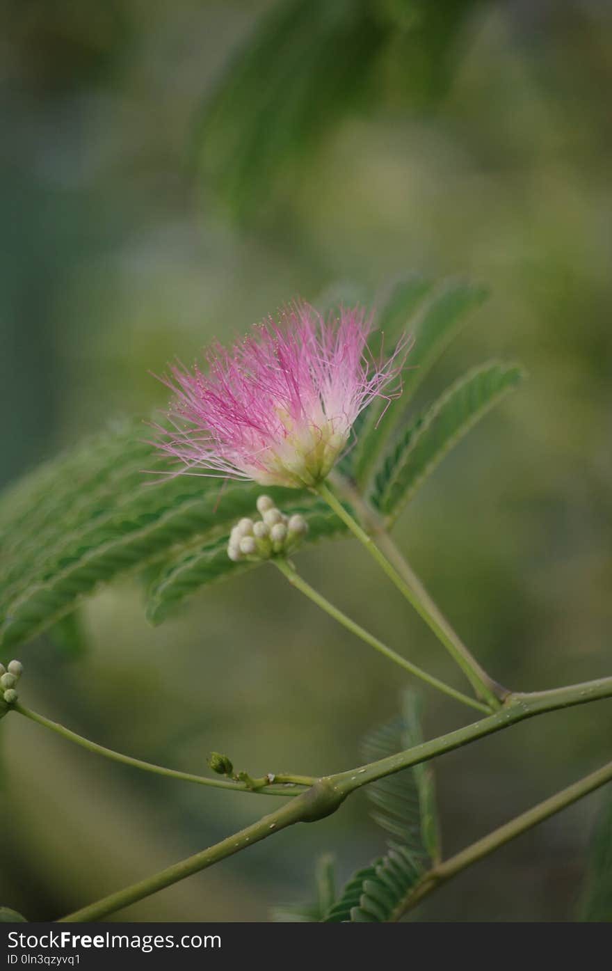 Flower, Plant, Flora, Thistle