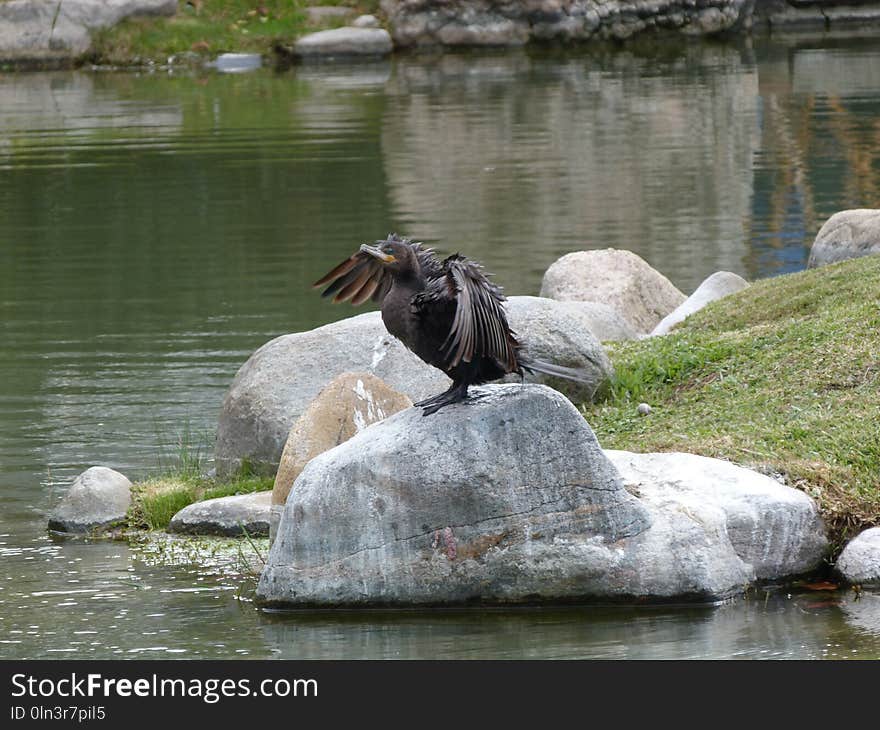 Fauna, Water, Bird, Wildlife