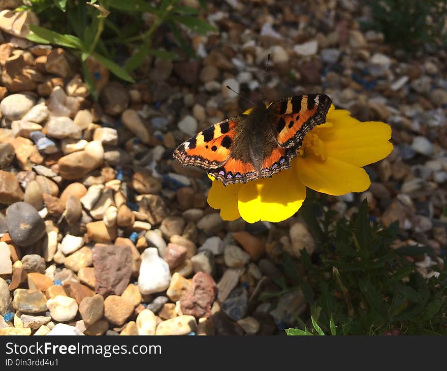 Butterfly, Moths And Butterflies, Brush Footed Butterfly, Invertebrate