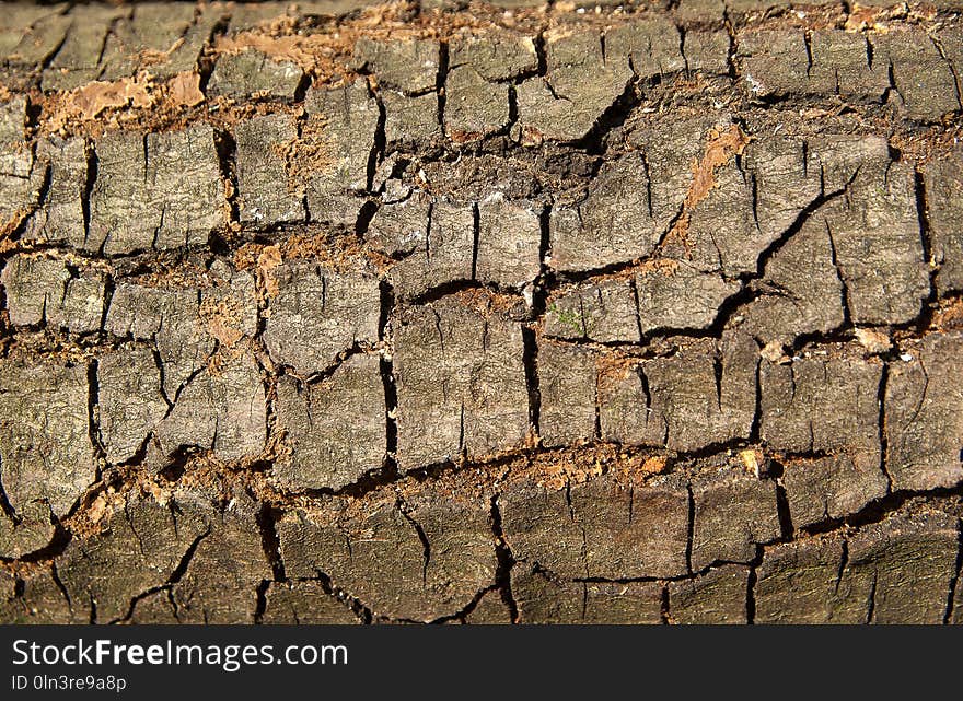 Soil, Wood, Tree, Wall