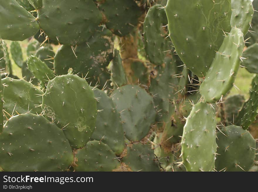 Plant, Vegetation, Cactus, Barbary Fig