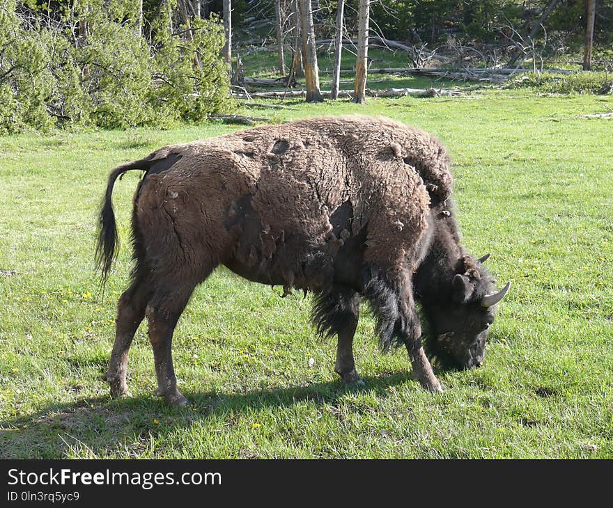 Cattle Like Mammal, Bison, Grazing, Grass