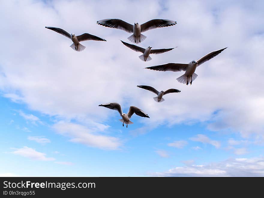 Sky, Bird, Flock, Bird Migration