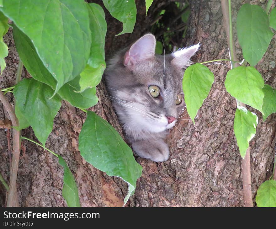 Cat, Fauna, Small To Medium Sized Cats, Whiskers