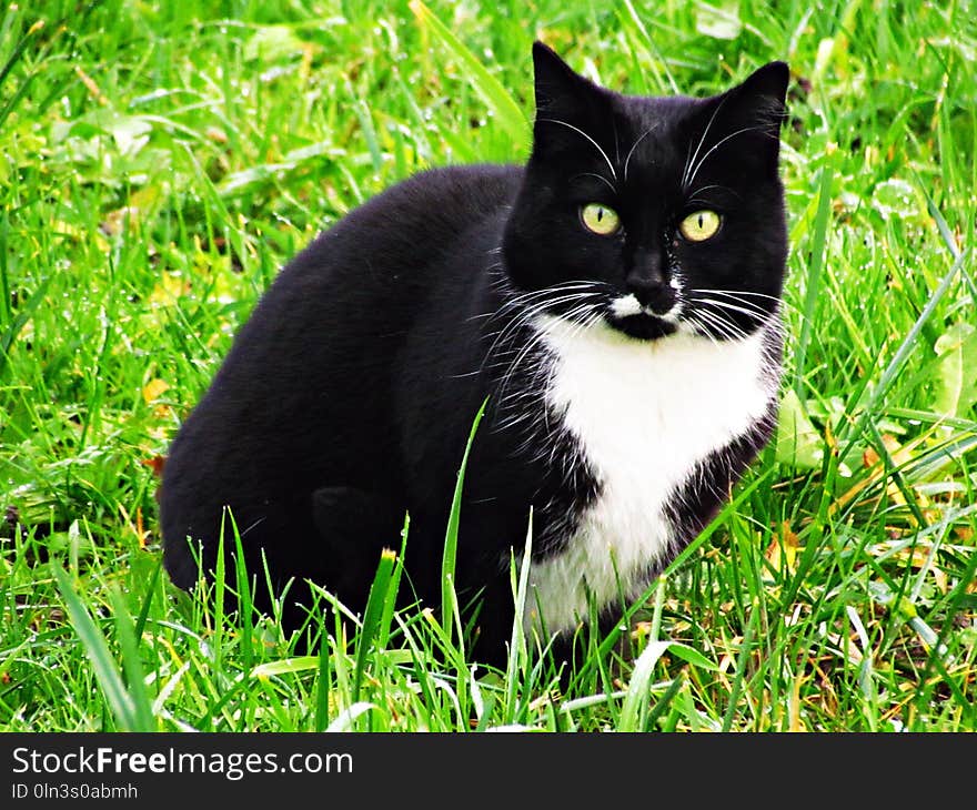 Cat, Whiskers, Grass, Fauna