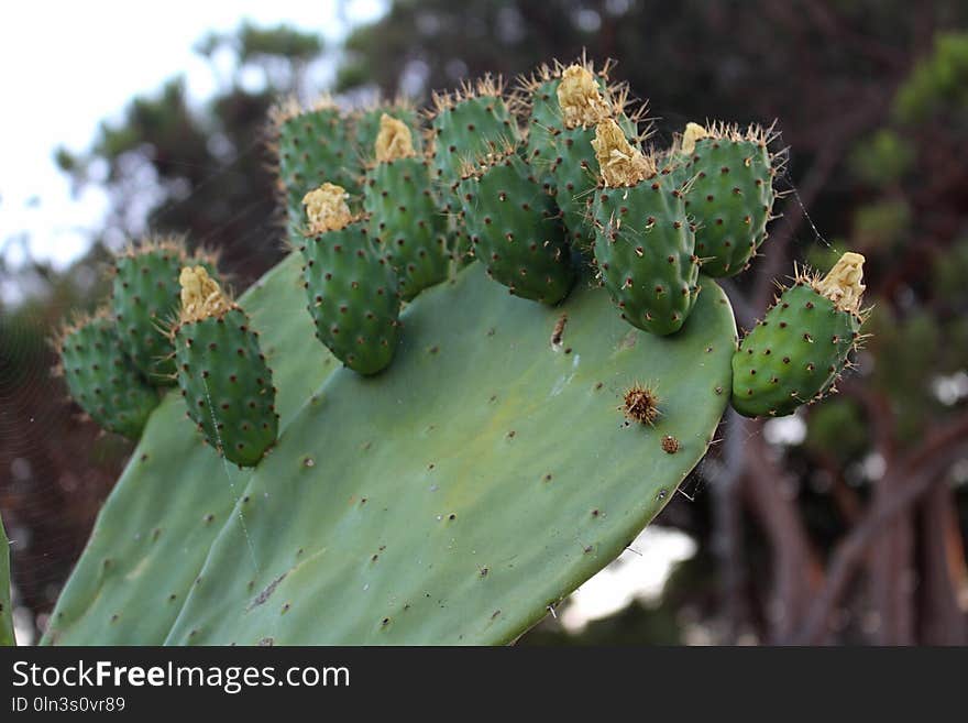 Cactus, Barbary Fig, Eastern Prickly Pear, Vegetation