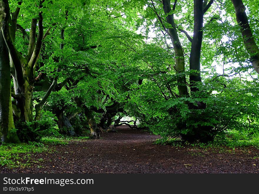 Vegetation, Tree, Woodland, Nature