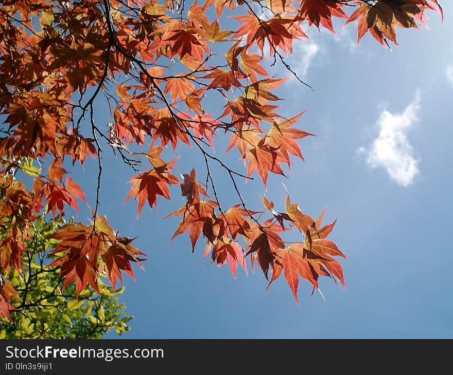 Maple Leaf, Leaf, Sky, Tree