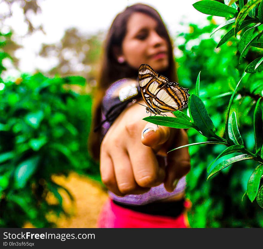 Butterfly, Moths And Butterflies, Insect, Hand