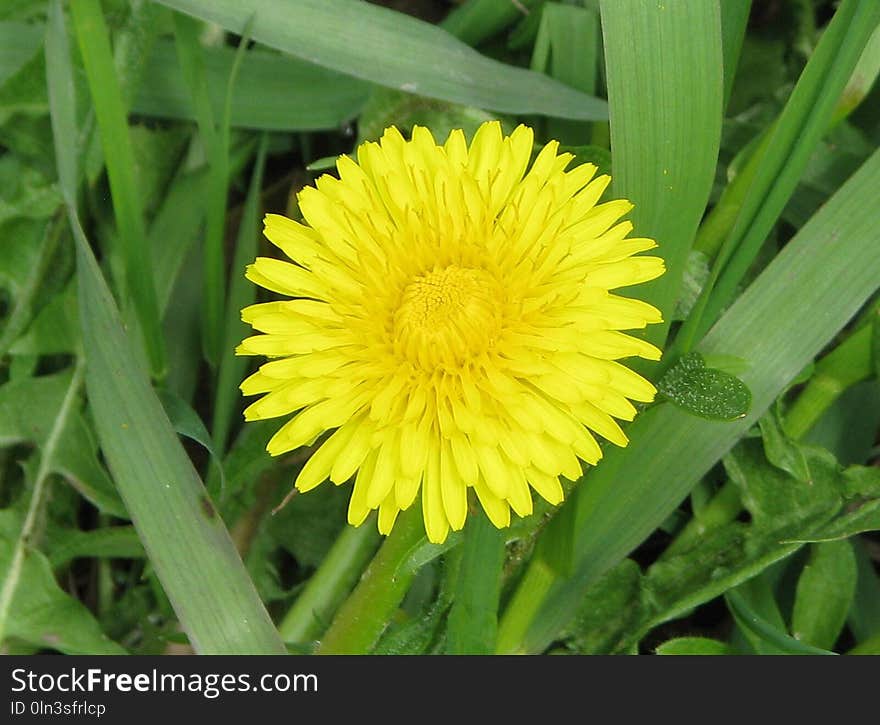 Flower, Dandelion, Sow Thistles, Daisy Family