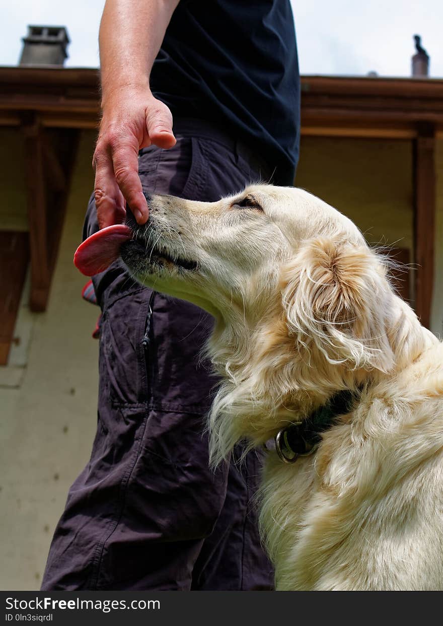 Dog, Dog Breed, Dog Like Mammal, Borzoi