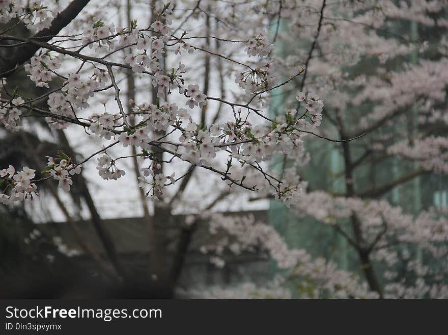 Plant, Blossom, Flower, Branch