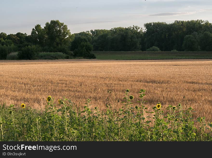 Field, Crop, Grassland, Agriculture