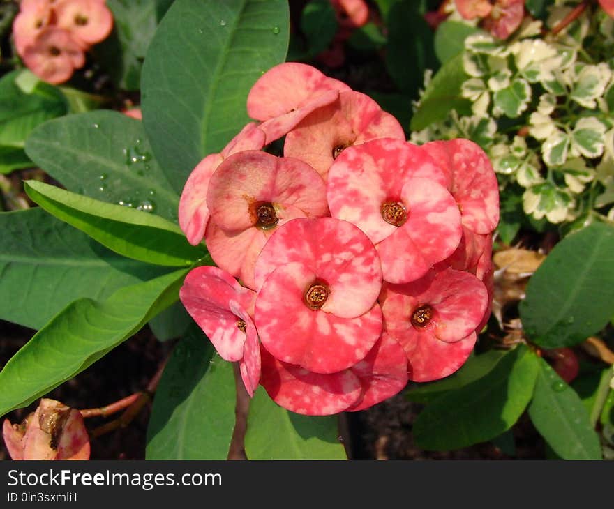 Plant, Flower, Annual Plant, Flowering Plant