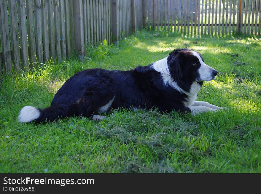 Dog, Dog Breed, Dog Like Mammal, Dog Breed Group