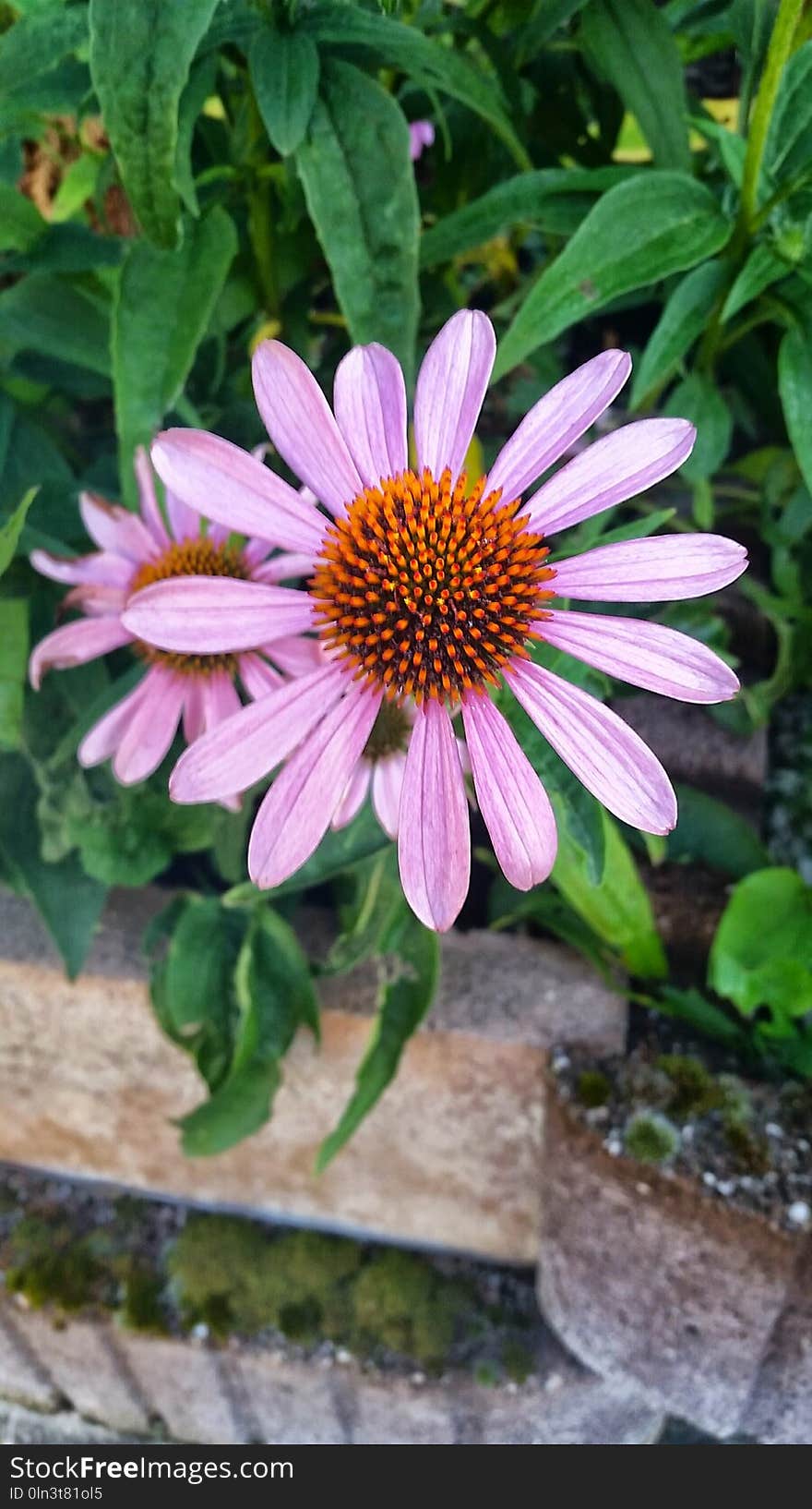 Flower, Plant, Coneflower, Flora