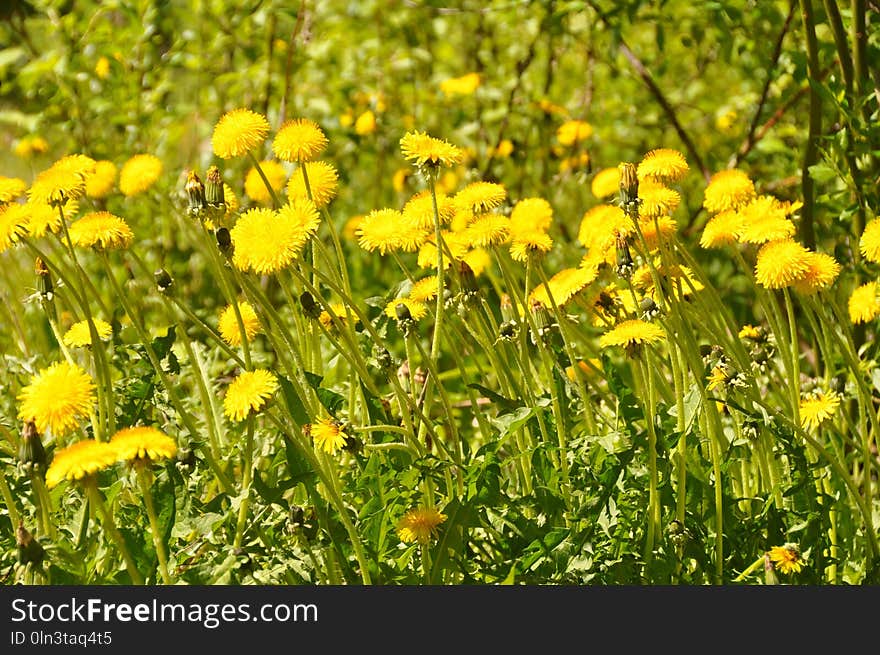 Flower, Yellow, Flora, Sow Thistles