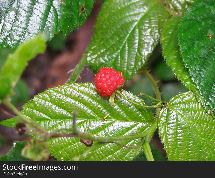 Berry, Raspberries Blackberries And Dewberries, West Indian Raspberry, Mulberry