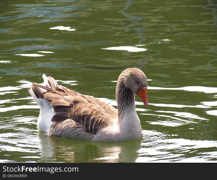 Water, Bird, Water Bird, Fauna