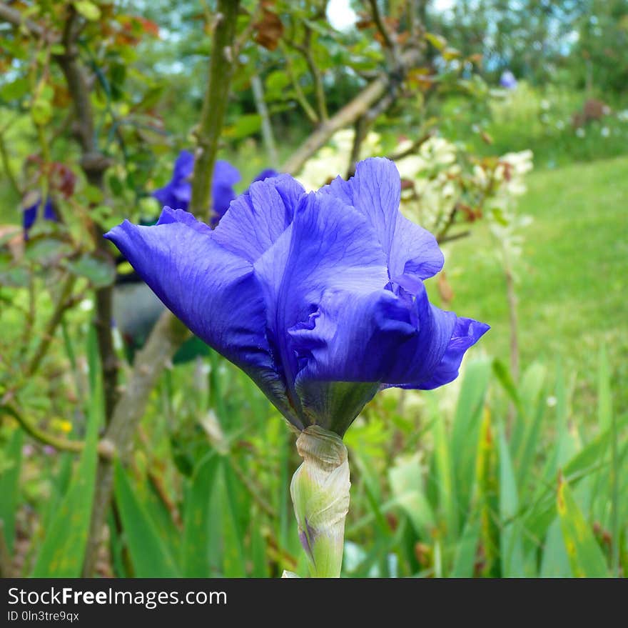 Flower, Plant, Flora, Purple