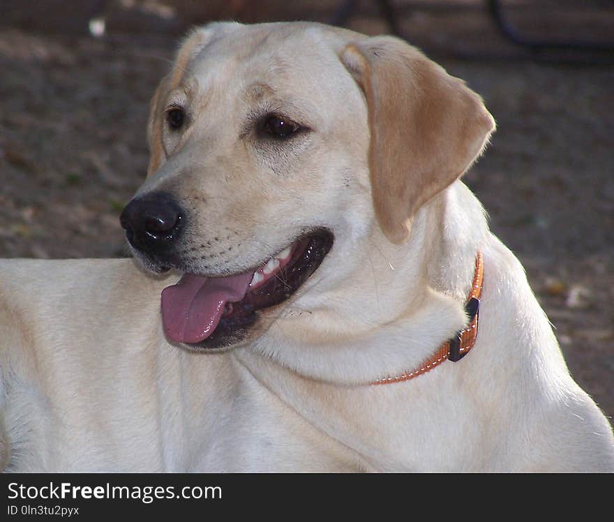 Dog, Labrador Retriever, Dog Breed, Dog Like Mammal