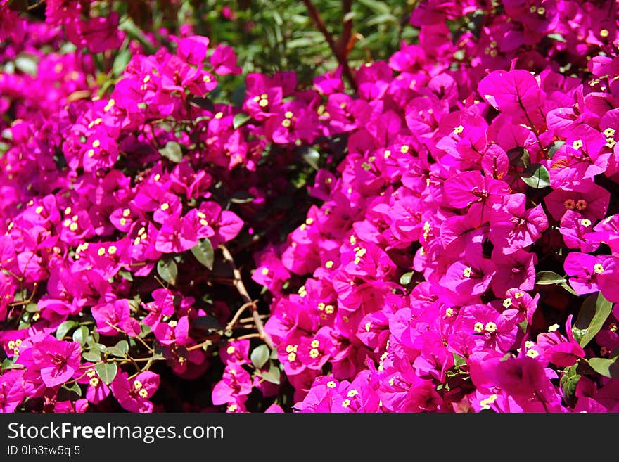 Plant, Flower, Pink, Flora