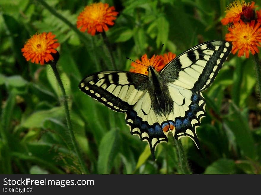 Butterfly, Moths And Butterflies, Brush Footed Butterfly, Flower