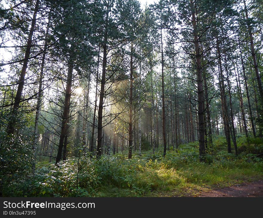 Spruce Fir Forest, Ecosystem, Temperate Broadleaf And Mixed Forest, Forest