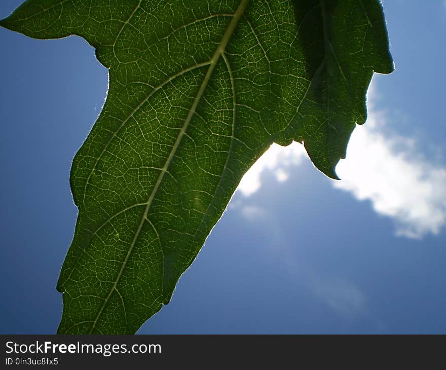 Leaf, Plant, Sky, Macro Photography