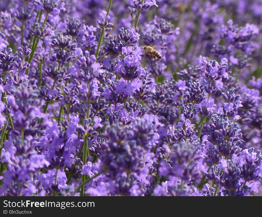 Plant, Lavender, Flower, English Lavender