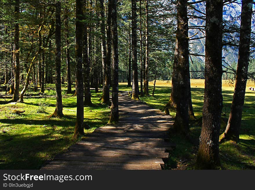 Nature, Ecosystem, Path, Tree