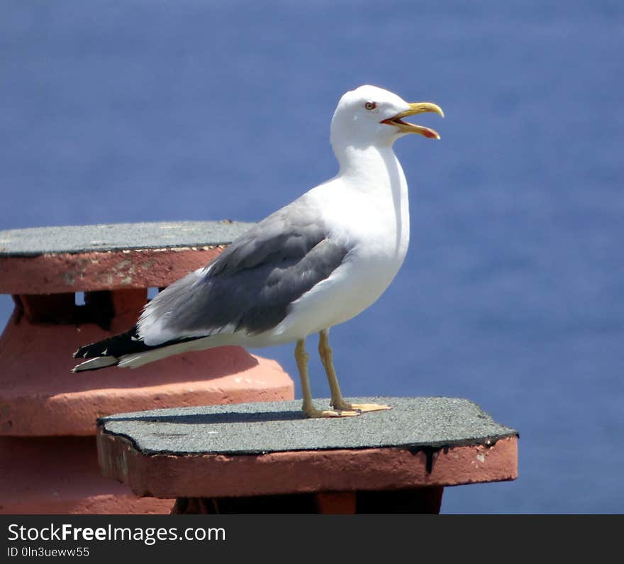 Bird, Gull, Seabird, European Herring Gull