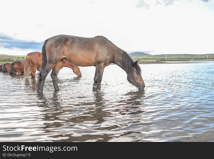 Horse Like Mammal, Horse, Wildlife, Mustang Horse