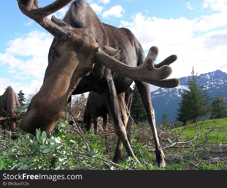 Fauna, Wildlife, Tree, Moose