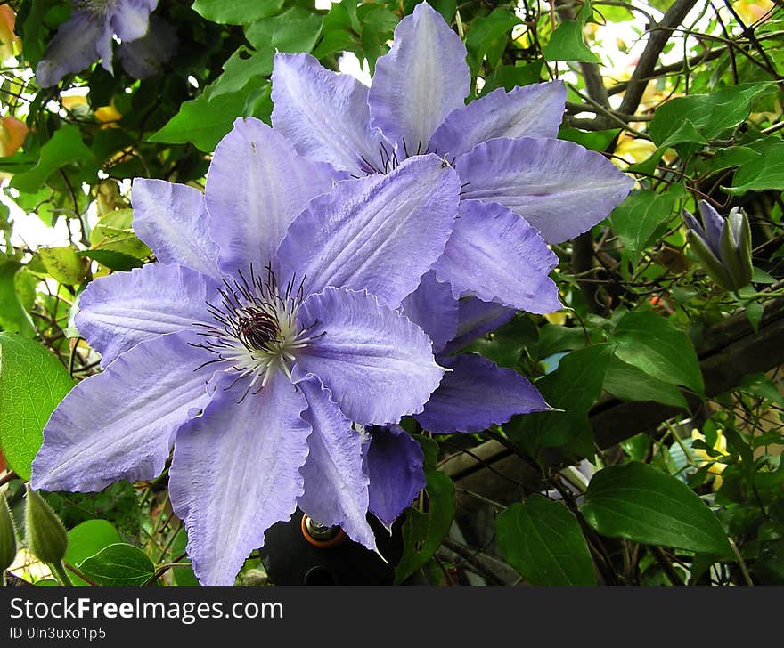 Flower, Plant, Clematis, Flowering Plant