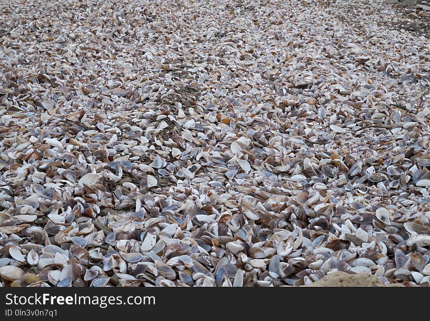 Gravel, Rubble, Pebble, Seashell