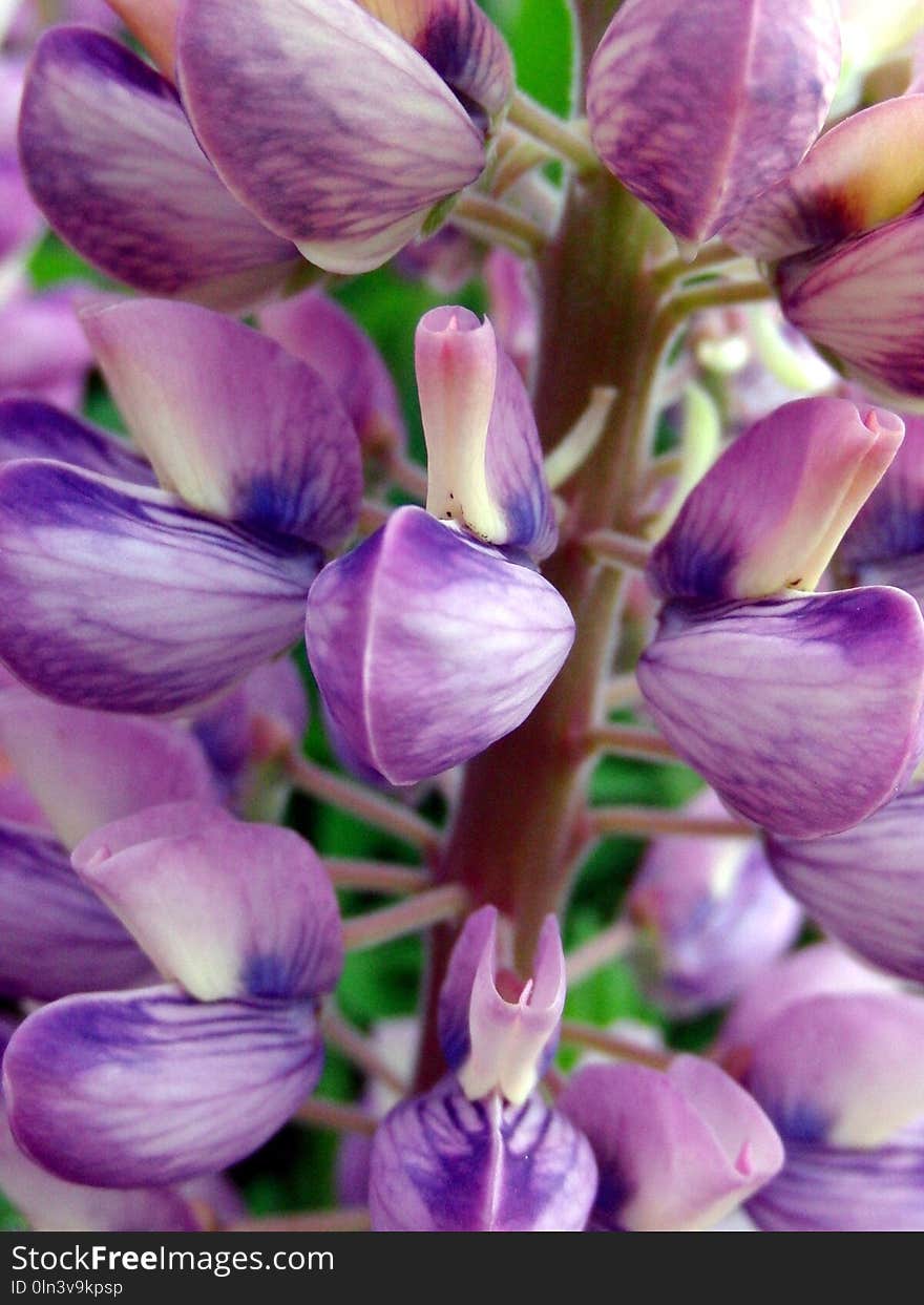 Purple, Flower, Plant, Violet