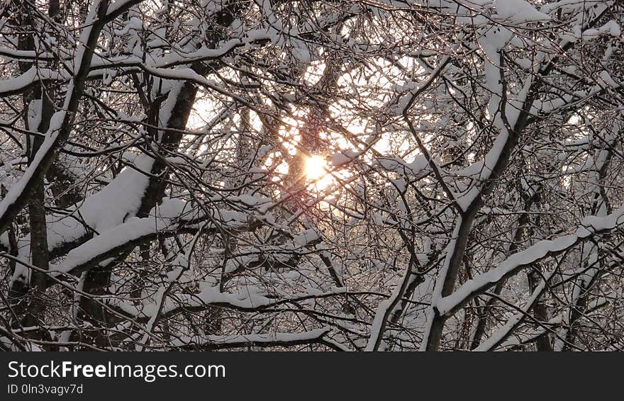 Branch, Winter, Tree, Sky