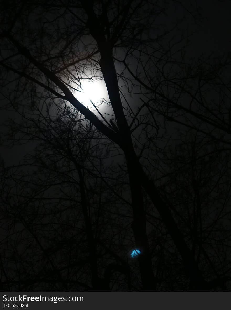 Branch, Darkness, Night, Sky