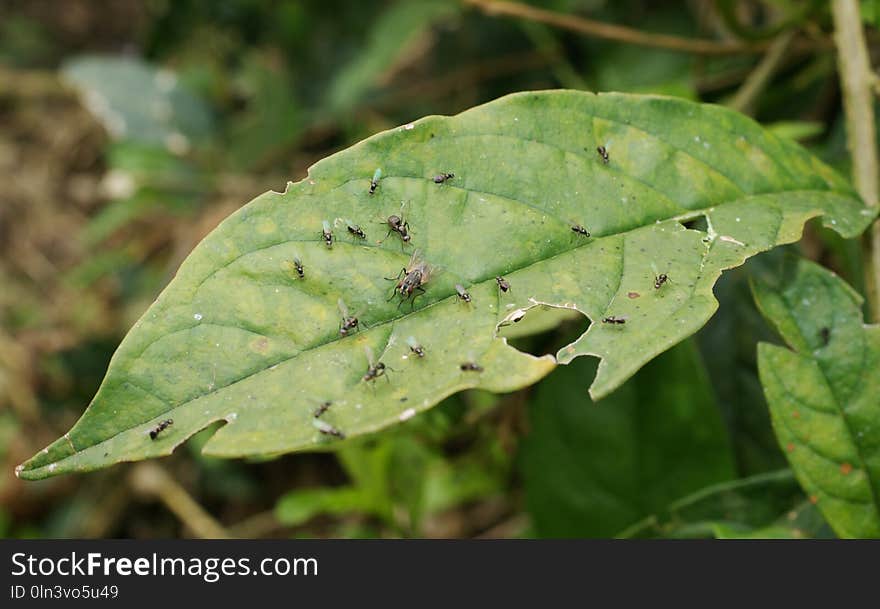 Leaf, Plant Pathology, Flora, Plant