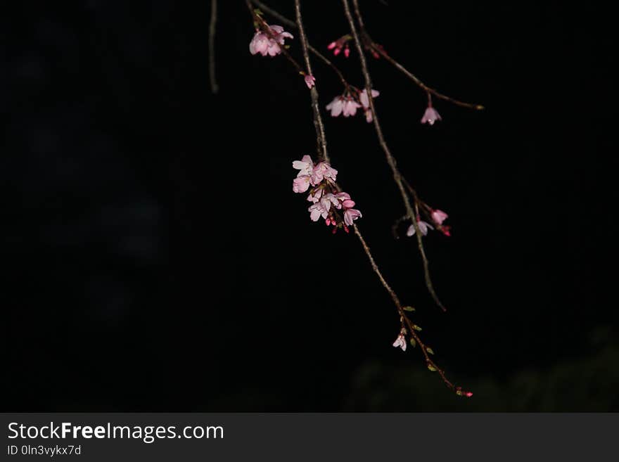 Flower, Blossom, Plant, Branch