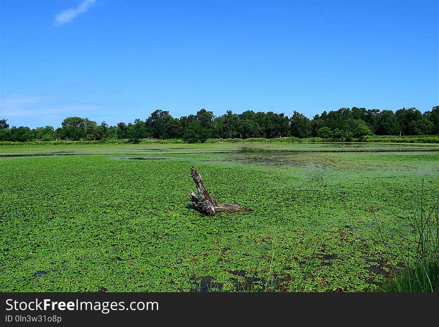 Grassland, Pasture, Field, Sky