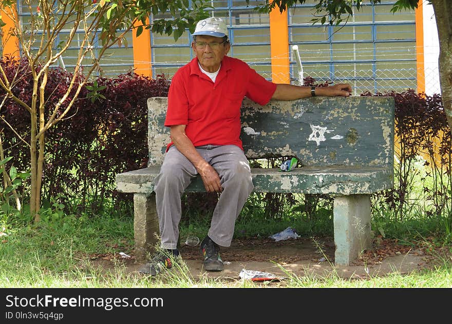 Tree, Plant, Grass, Bench